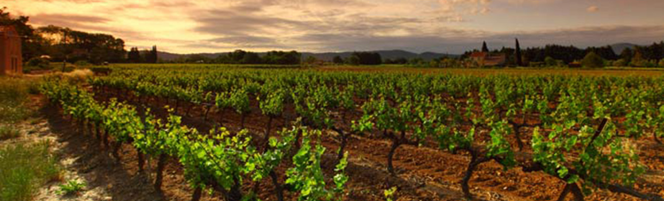 Übersee Weinberg im Sonnenuntergang, Blick auf das Weinfeld