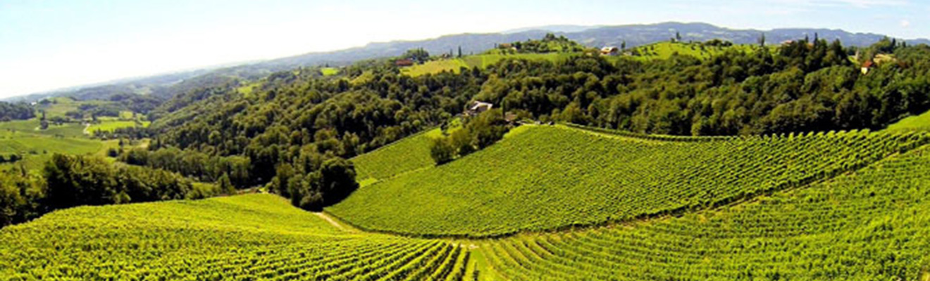 Weinberge in wunderschöner Landschaft, Weine genießen
