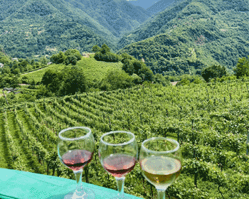 Seminar georgische Weine