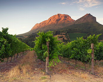 Weinseminar Südafrika