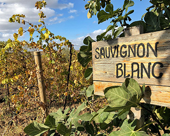 Love it or hate it: Sauvignon Blanc. Eine Rebsorte, viele Stile! Wein Seminar Sauvignon Blanc