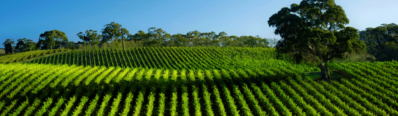 Region Rostocze Region Rostocze