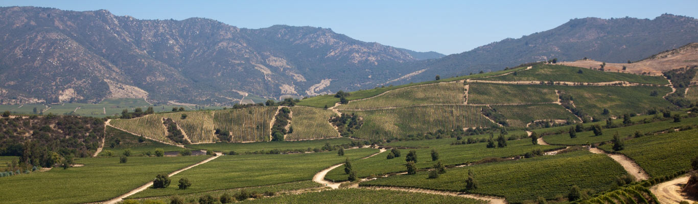 Kategorie Colchagua Valley