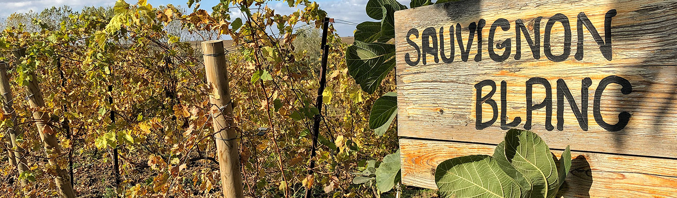 Welten des Sauvignon Blanc, von der Nahe bis in die Ferne Wein Seminar Sauvignon Blanc