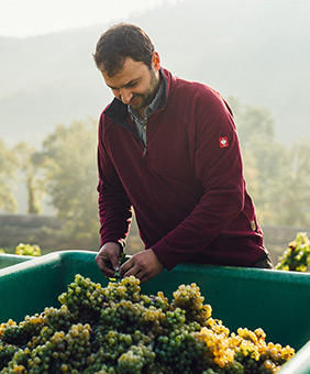 Weingut Jakob Schneider