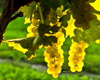 Reife Trauben in der Sonne für Weinanbau
