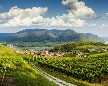 Bild von Landschaft und Weinbergen