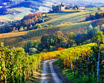 Weinberge in der Toskana mit Schloss im Hintergrund