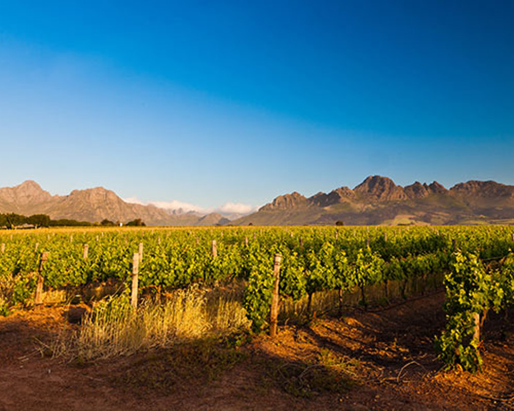 Weinberg mit Reben und majestätischen Bergen im Hintergrund