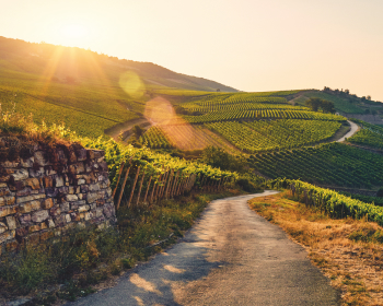 Weinberg-Landschaft mit Sonne, Weinstöcken und Straße
