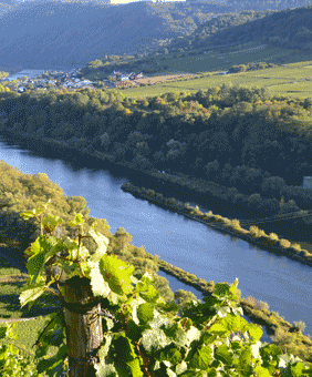 Kategorie Mosel