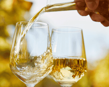Fish meets Wine! Rindchen´s Weinkontor x Deutsche See Fischmanufaktur! Fisch-Seminar