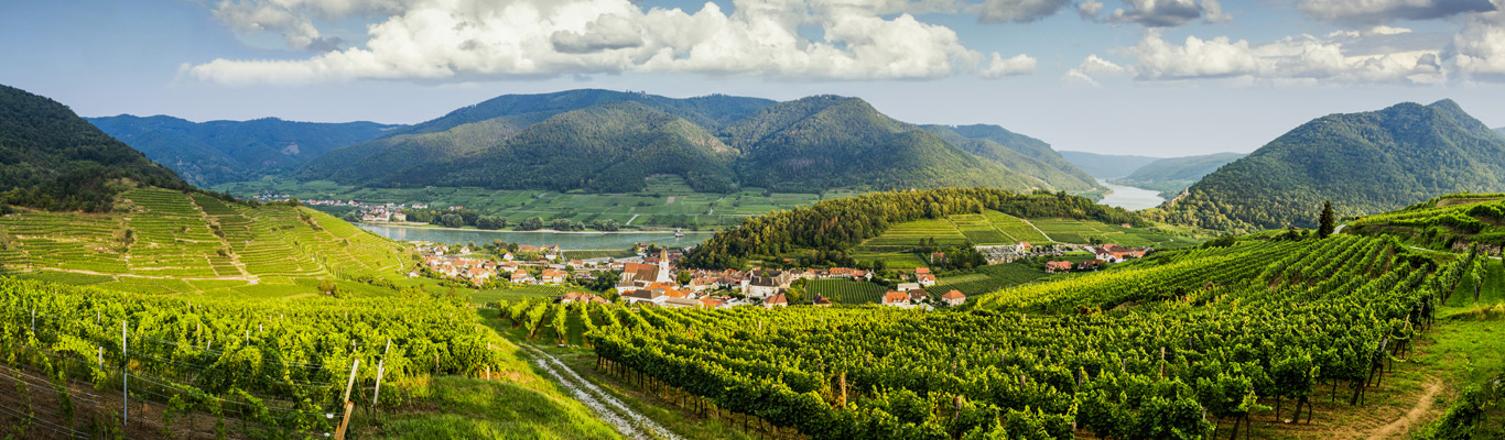 Bild von Landschaft und Weinbergen