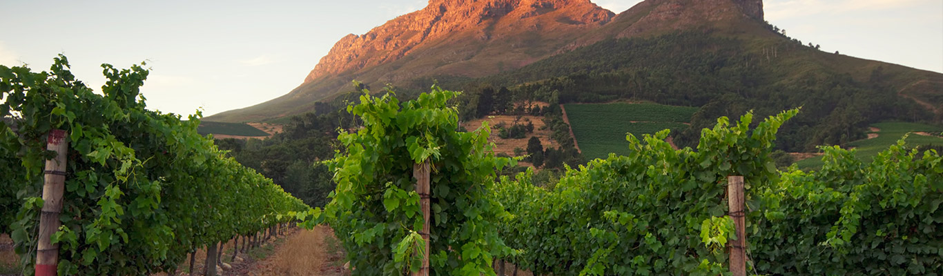 Kontor Boberg: Weinland am Kap Weinseminar Südafrika