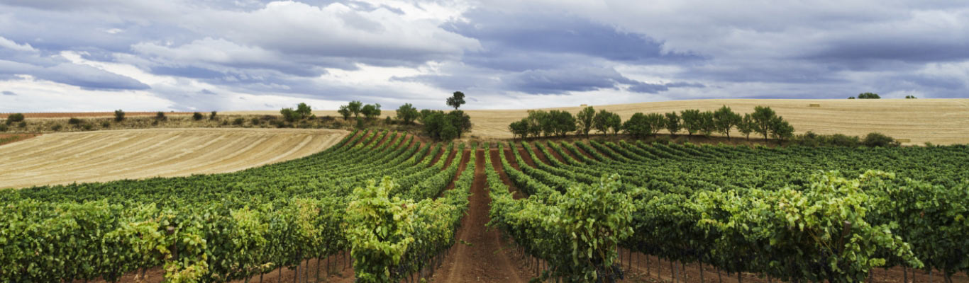 Kategorie Ribera del Duero Kategorie Ribera del Duero