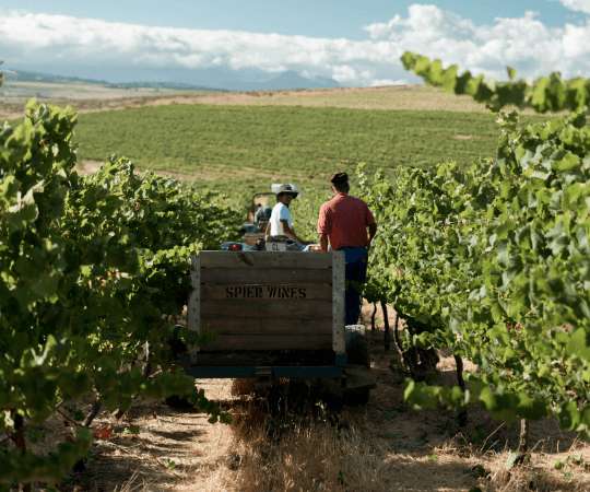 Menschen bei der Arbeit im Weinberg Spier Südafrika