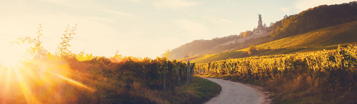 Kategorie Rheingau Kategorie Rheingau