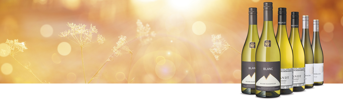 Durch die Blume Weine verschiedener Sorten in sonnigem Ambiente