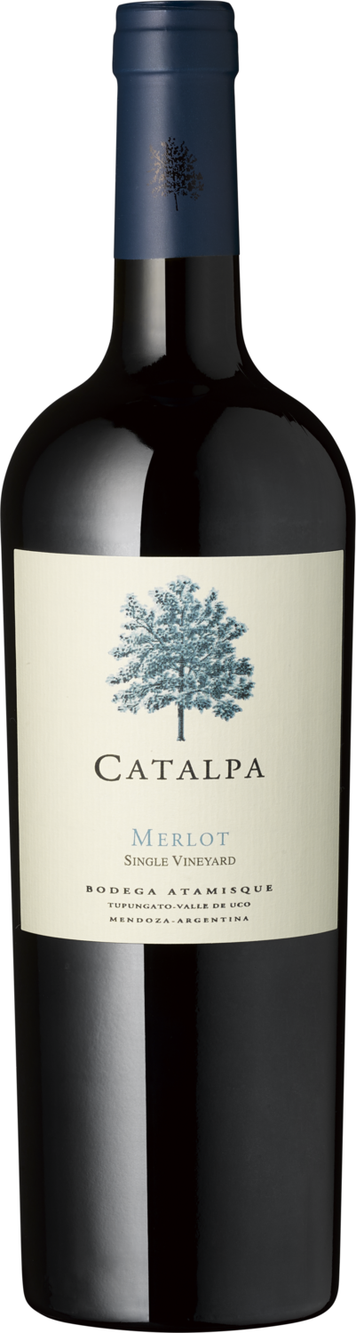 Merlot Catalpa
