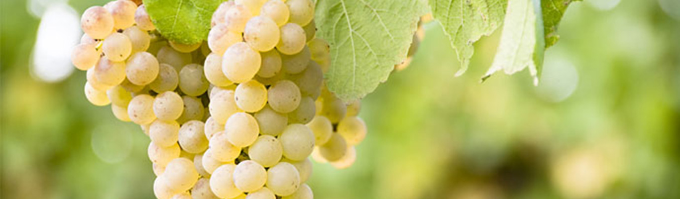 Weinquiz - Weißweine der Welt Wein Seminar Weine der Welt