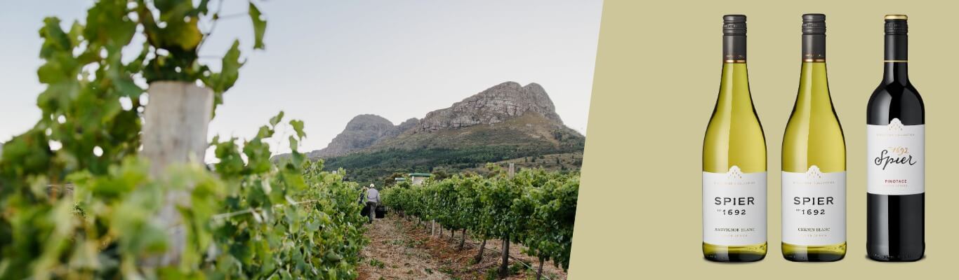 Teaser drei Spier Weine grüner Hintergrund und foto Reben und Berg in Südafrika