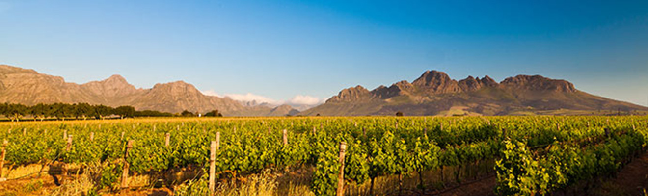 Südafrika! Weinland am Kap. Weinberg mit Bergen, Weinanbaugebiet, Landschaft, Natur