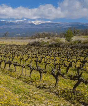 Kategorie Cotes du Ventoux