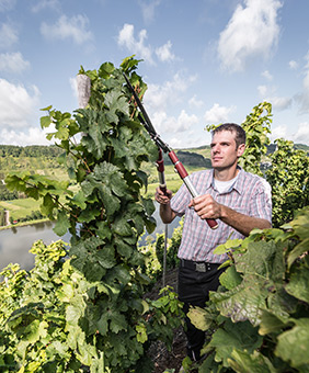 Weingut Lorenz