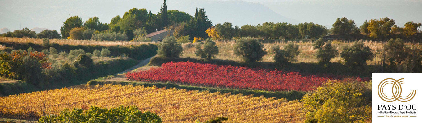Ausgebucht: Kontor Eimsbüttel: Entdecke le Grand Sud - Pays d'Oc IGP Weingut-Landschaft mit bunten Weinreben im Herbst