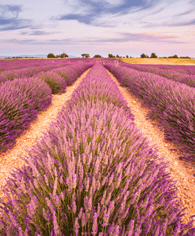 Kategorie Provence