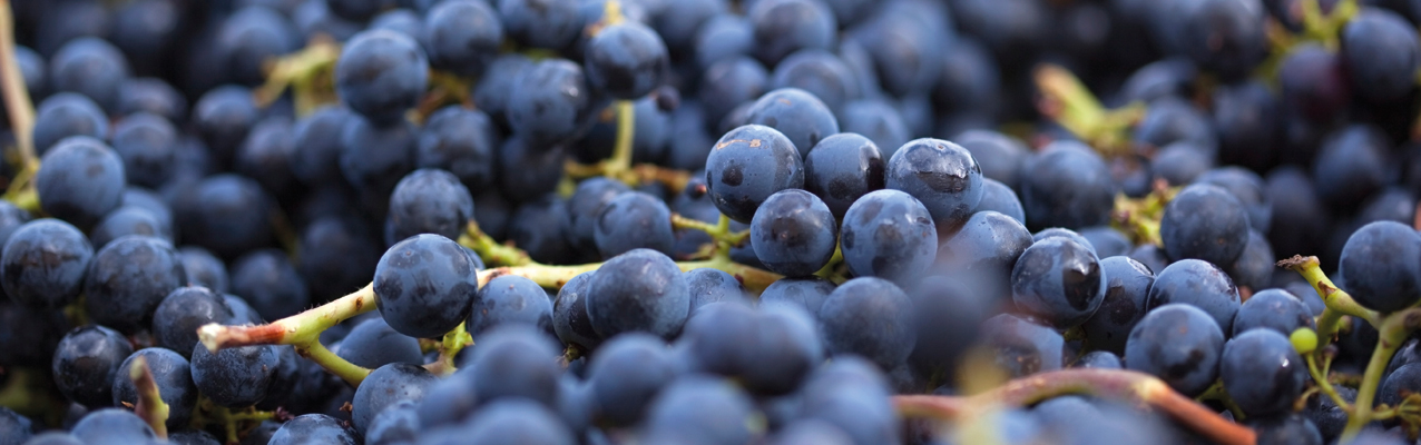 Bag-in-Box: Der Weinschlauch ist ein Hightech-Gewand Wein Wissen BiB