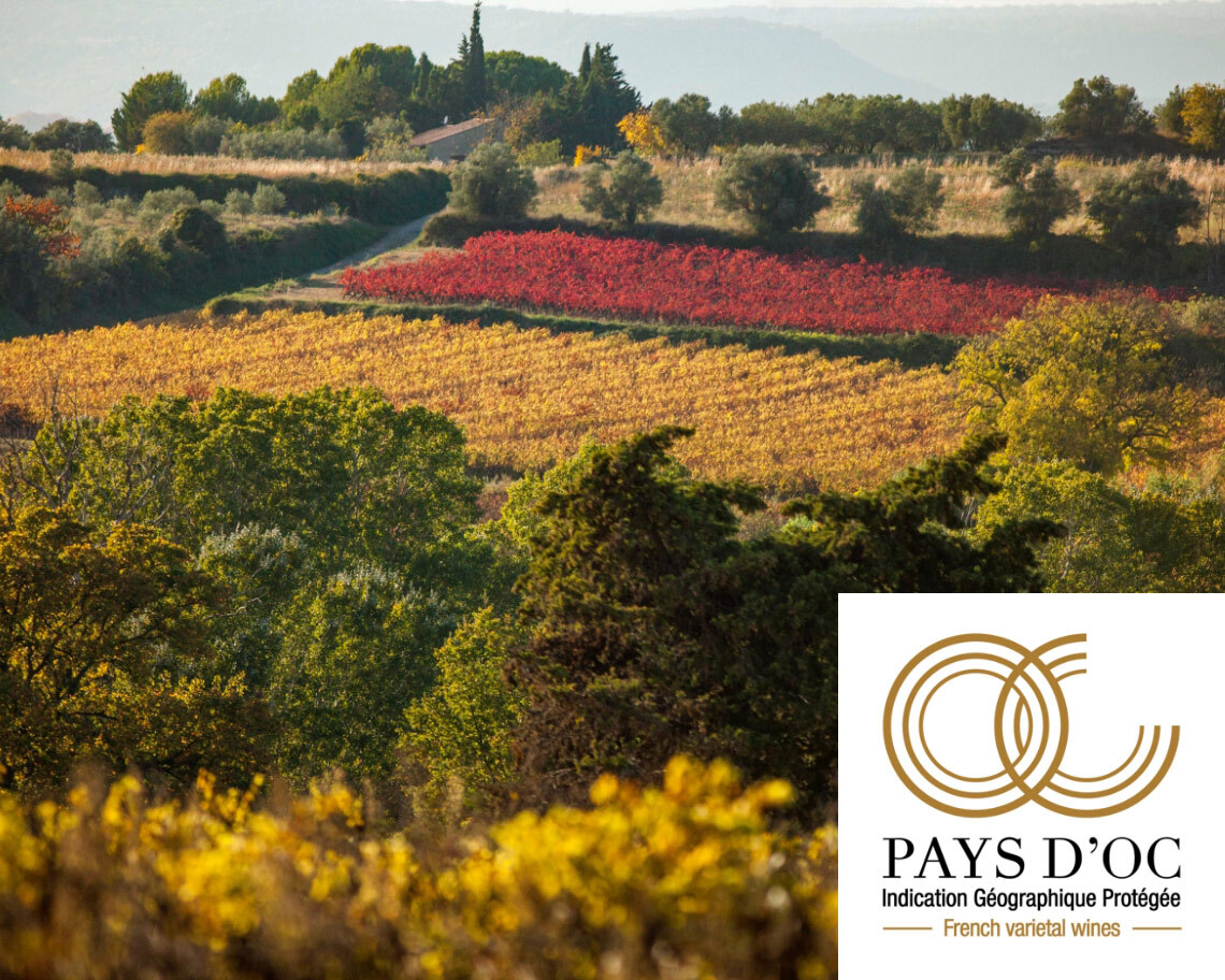 Weinberge im Herbst, Pays d'Oc Weine, Frankreich