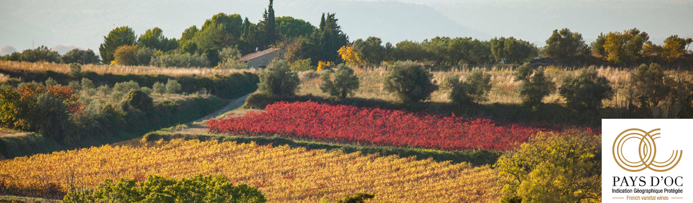 Kontor Schnelsen: Entdecke le Grand Sud - After Work Tasting Pays d'Oc IGP Weinberge im Herbst, Pays d'Oc Wein, Frankreich.