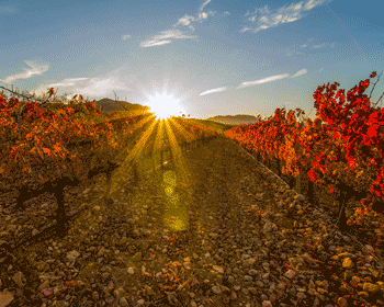 Themenverkostung: herbstliche & festliche Genüsse Themenverkostung November