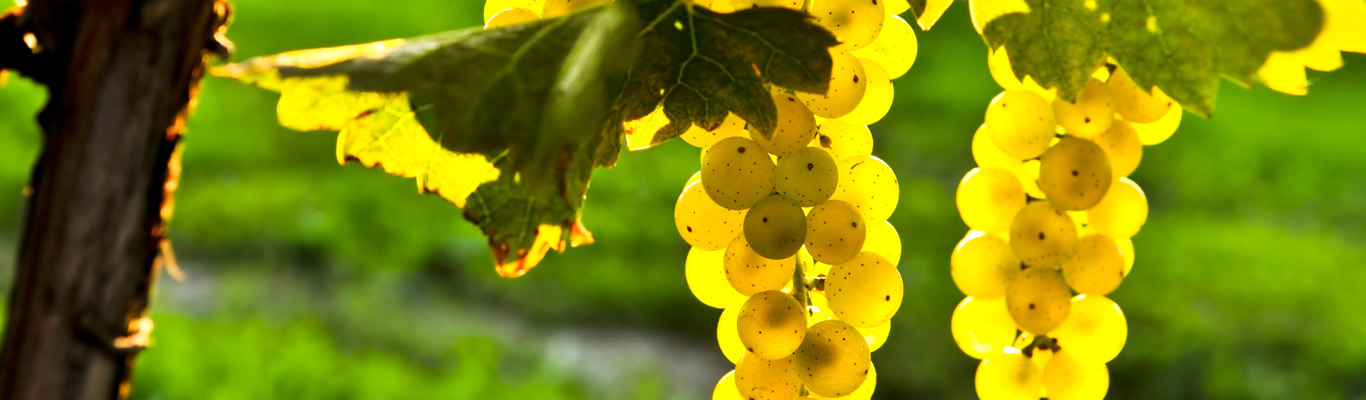 Riesling rockt! Weinberge mit sonnengereiften Trauben im Herbst