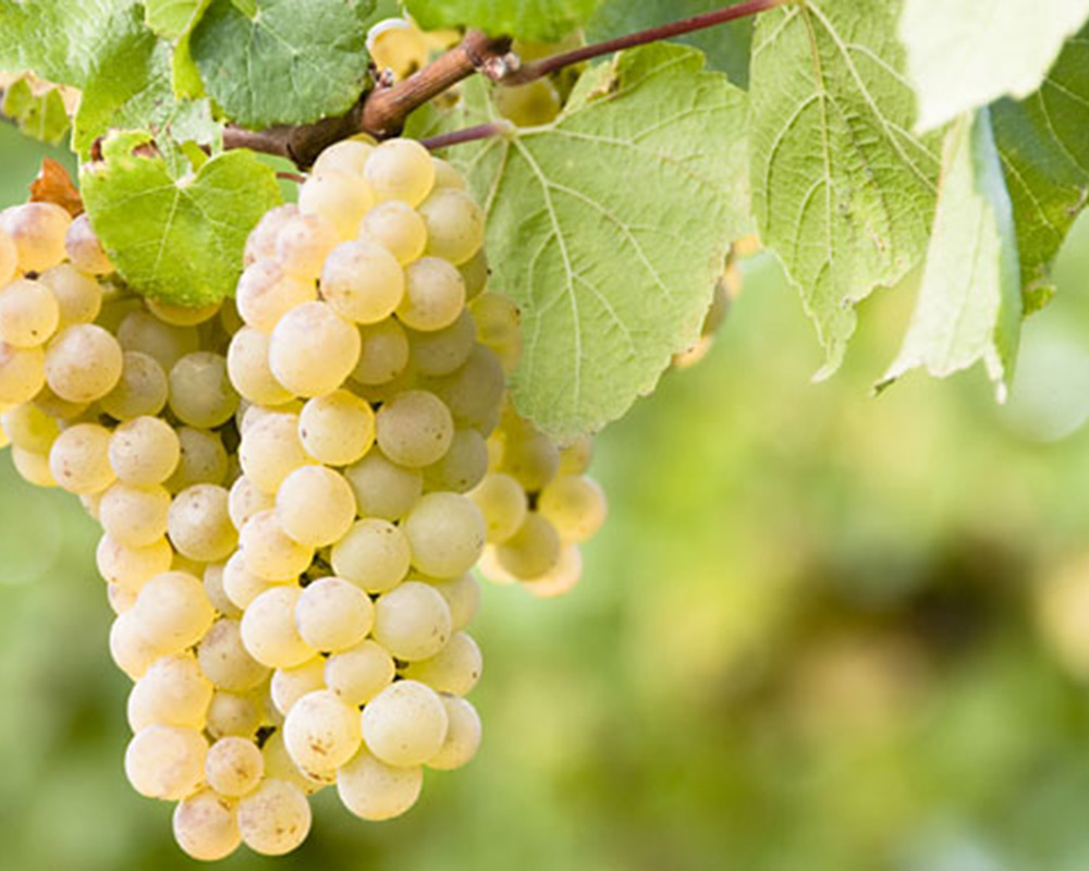 Kontor Fürstenried: Tasting-Quiz - Weißweine der Welt Wein Seminar Weine der Welt